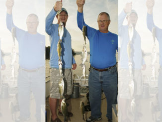 white perch
