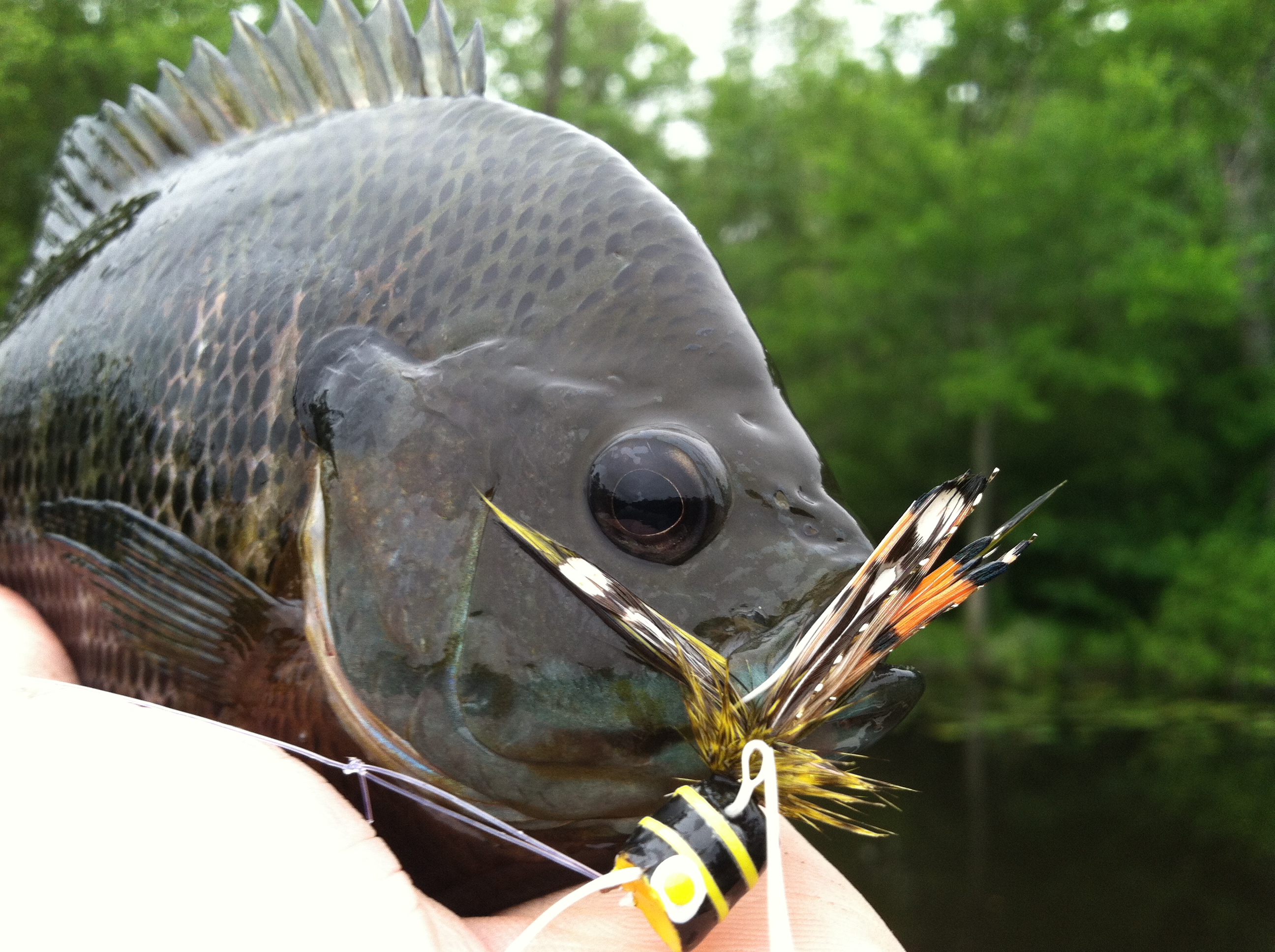 Fly rods, popping bugs and bluegill are summer staples for