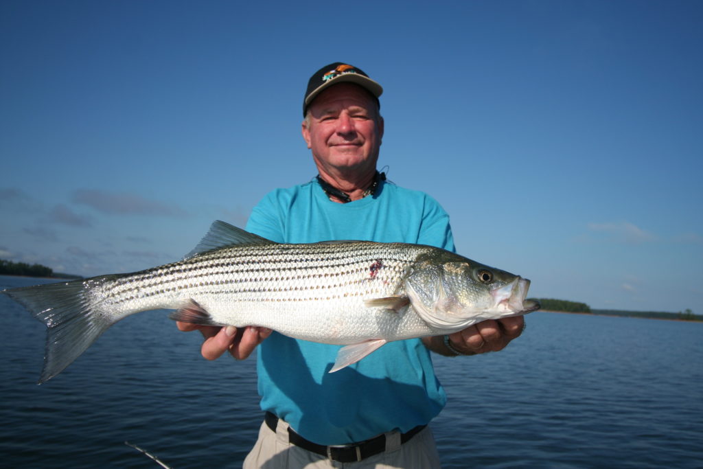 Clarks Hill Lake stripers