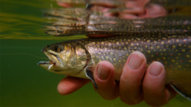 trout