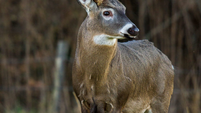 Deer me, what's the upcoming deer season look like in the Carolinas?