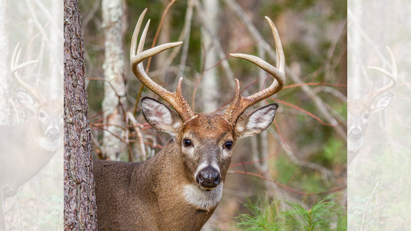 keep bucks in the dark