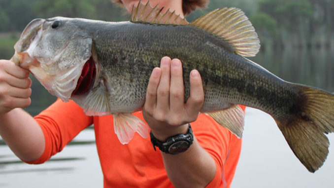 Bass fishing gets back to being good in September