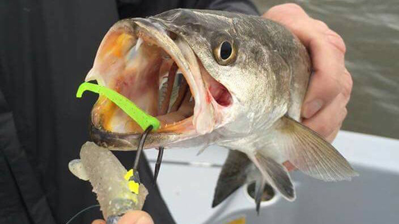 trout