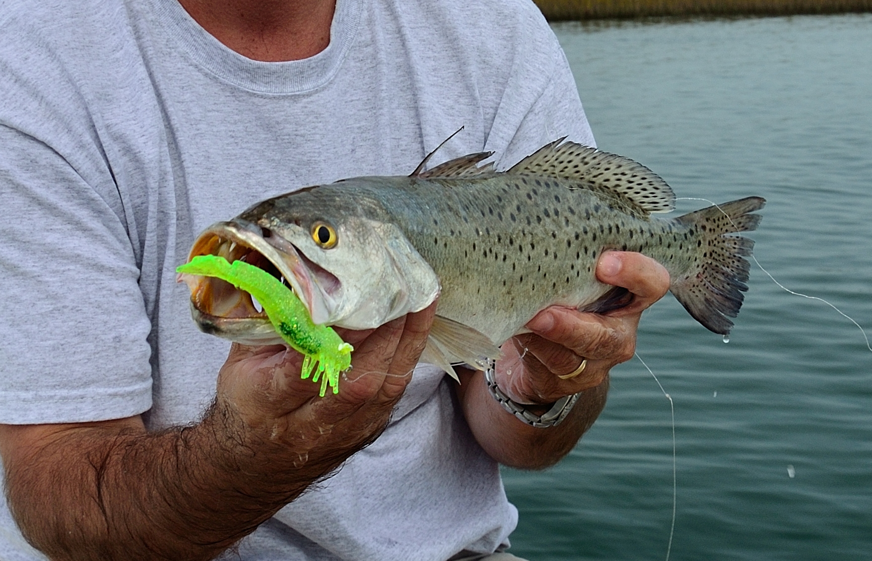 Perfect artificial shrimp retrieve and feel the thump Perfect artificial shrimp retrieve and feel the thump