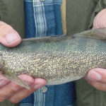 Walleye have been stocked in mountain reservoirs since the 1950s, providing anglers with a target other than smallmouth bass or trout.