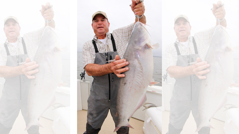 hot catfish action