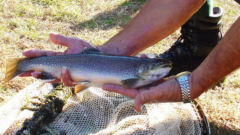 wild brook trout