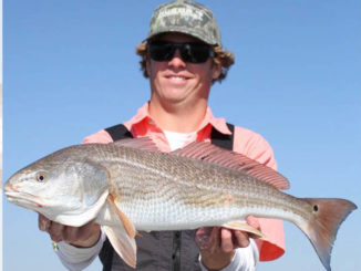 winter redfish