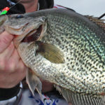 cold weather crappie