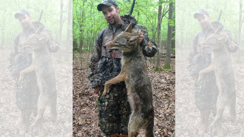 coyote breeding season