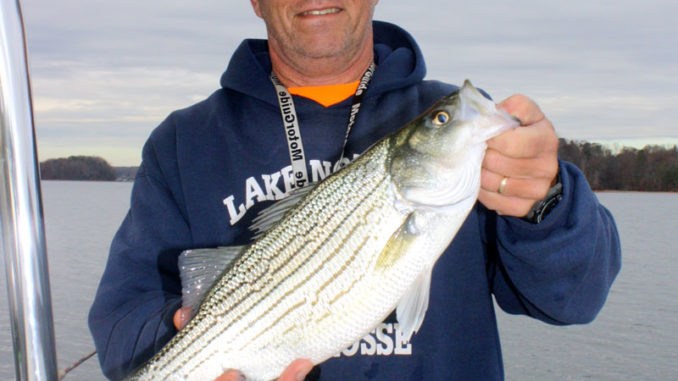 Hybrid bass have replaced stripers as No. 1 targets for many Lake Norman  anglers and guides