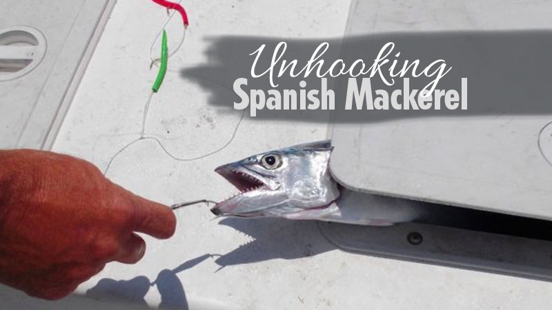 Follow these tips to avoid getting your fingers sliced while removing Spanish mackerel from your hook.