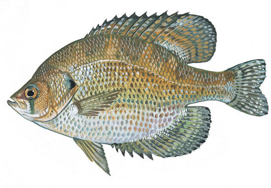 Fliers are least common, least recognized bream in the Carolinas