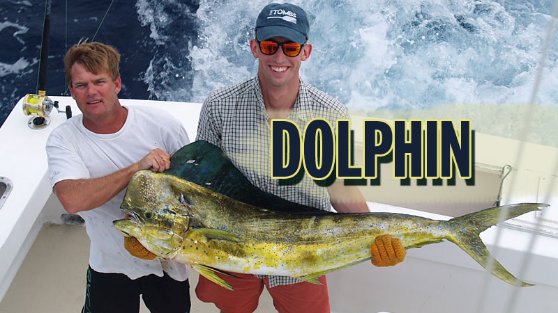 Many people think of the mammal when they hear the word “dolphin”, and about 20 to 30 years ago, restaurants began calling them by their Hawaiian name, Mahi Mahi, so diners wouldn’t be confused.
