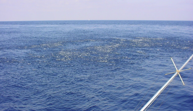 dolphin