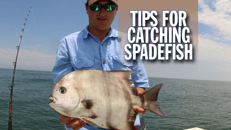 Carolina anglers are catching plenty of spadefish on the nearshore reefs and wrecks along the coast, and summer is the time to catch them.
