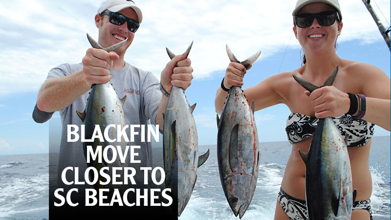 Blackfin tuna are not quite as numerous in South Carolina’s offshore waters during the summer, but along with Mahi-mahi, they make up the majority of bluewater catches through the hotter months.