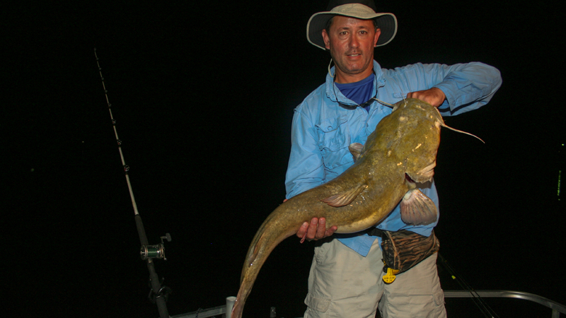 flathead