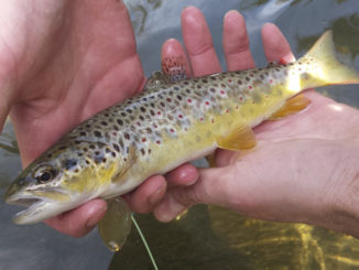 trout