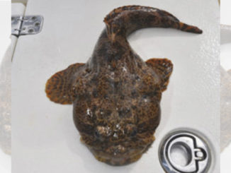 toadfish