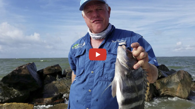 sheepshead