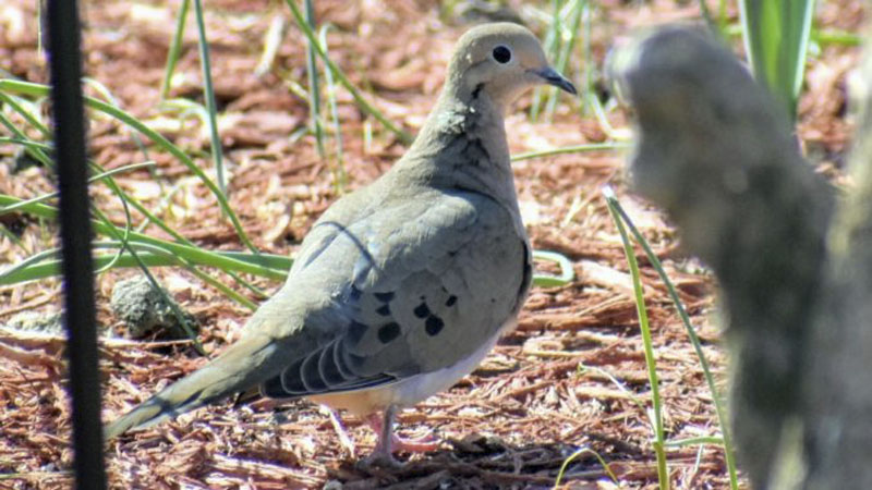 doves
