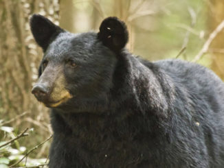 bear