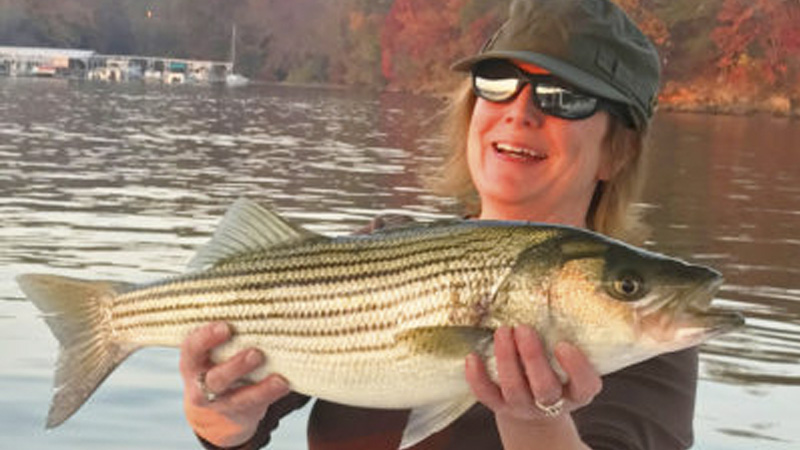 stripers