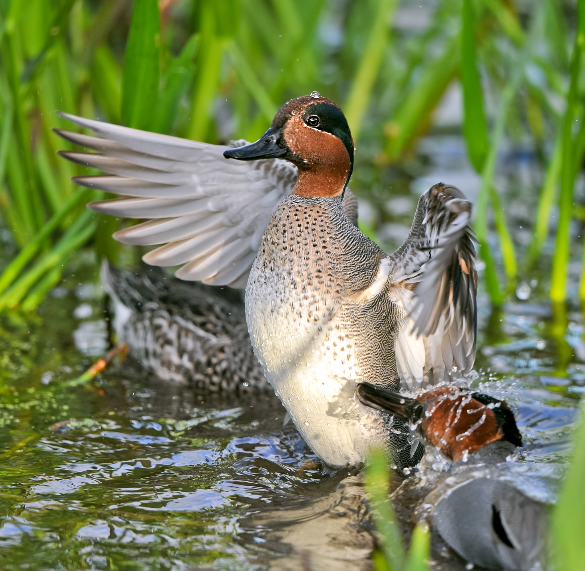 Draw hunts are South Carolina’s top WMA offerings