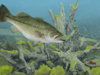 bass