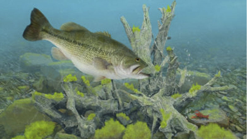 bass