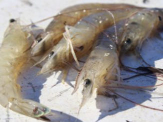 shrimp
