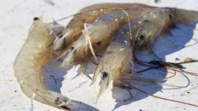 shrimp