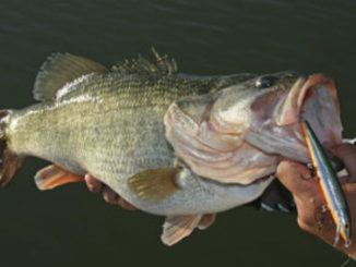 jerkbaits