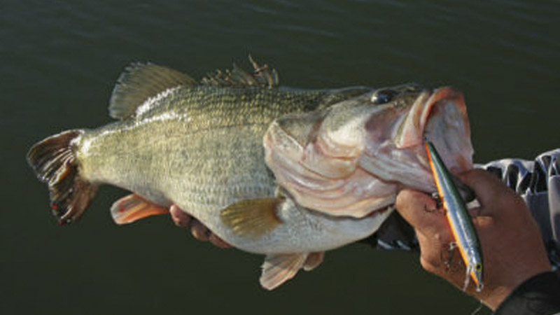 jerkbaits