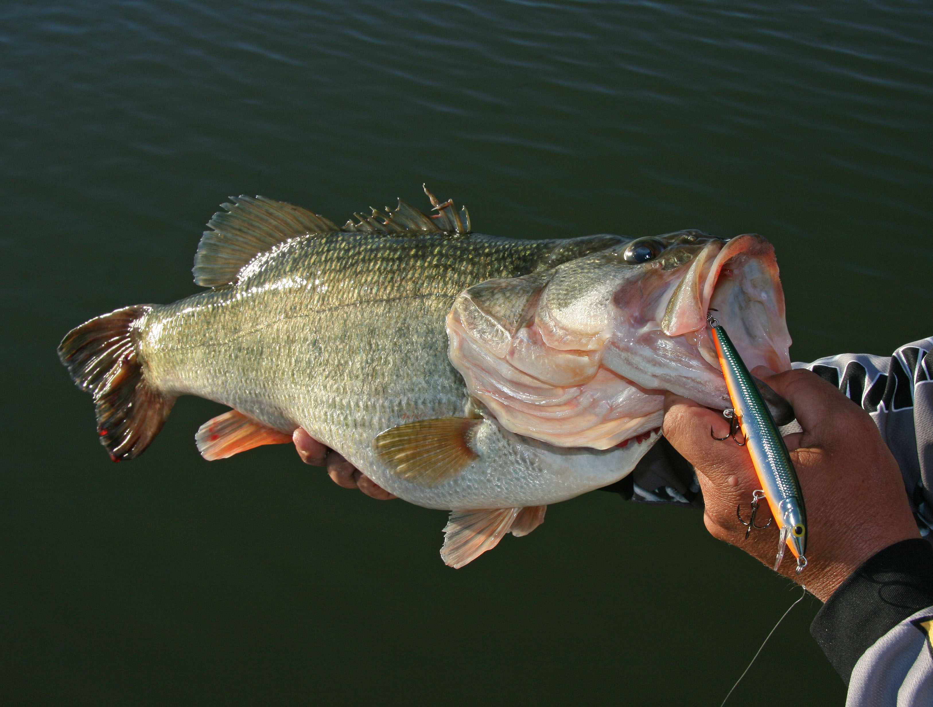Jerkbaits: not just for spring bass fishing
