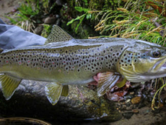 Carolina winter trout