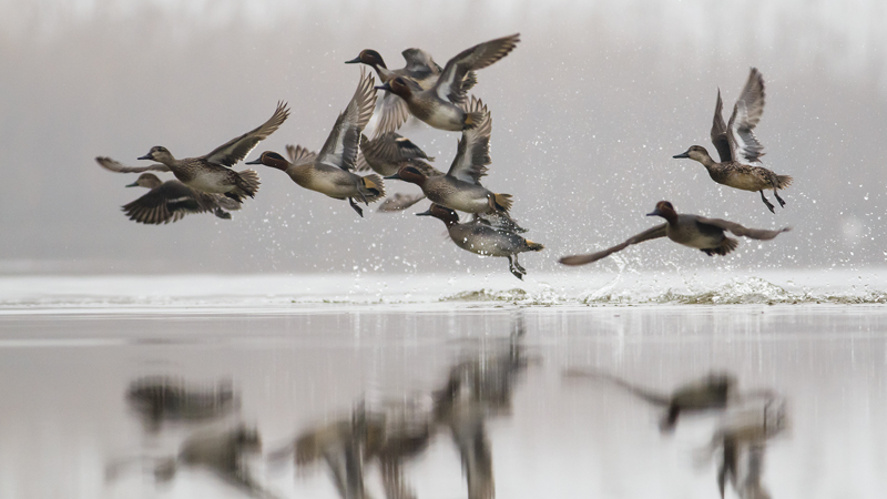 duck hunting