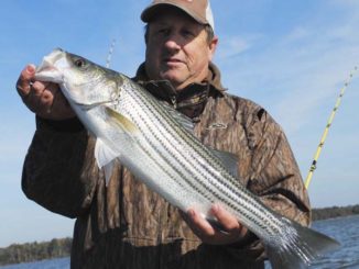 stripers