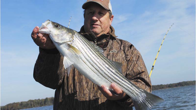 stripers