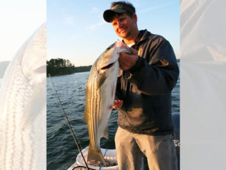 Murray stripers