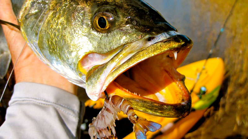 Vudu’s new Weedless Shrimp is as tough as the original, with nylon mesh woven into the tail for superior durability.