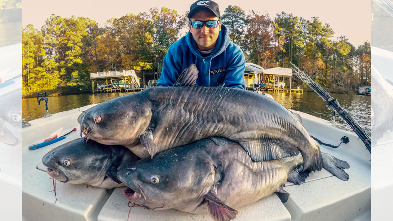 Lake Gaston catfish