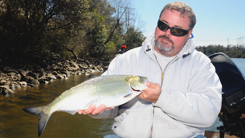 Tar River shad run cranks up in February - Carolina Sportsman