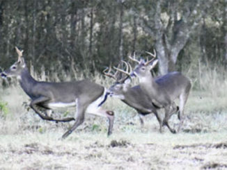 deer diligence