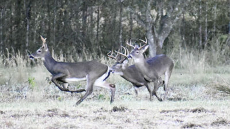 deer diligence