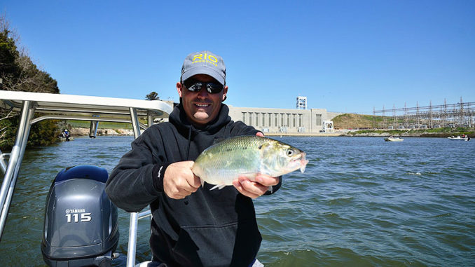 A big American shad is the kind of target that plenty of South Carolina anglers pursue in the Cooper River every February and March.
