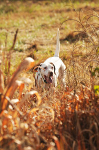 Much of the delight of hunting quail and other upland game birds on hunting preserves is watching the world of quailty dogs.