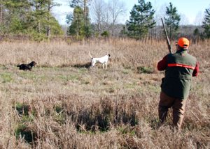 Hunting released quail on a preserve can offer hunters a chance to relive a time 50 years ago when bobwhite was king in the Southeast.
